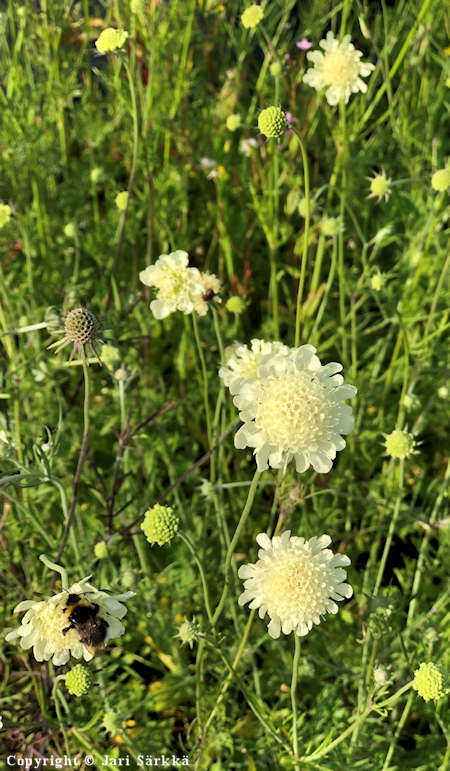 Scabiosa ochroleuca, keltatrmkukka